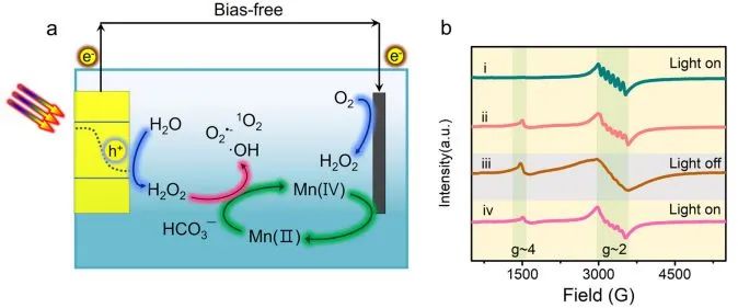Nature子刊：人造葉片的自循環類光芬頓系統: 太陽能-H2O2轉換效率為1.46%!