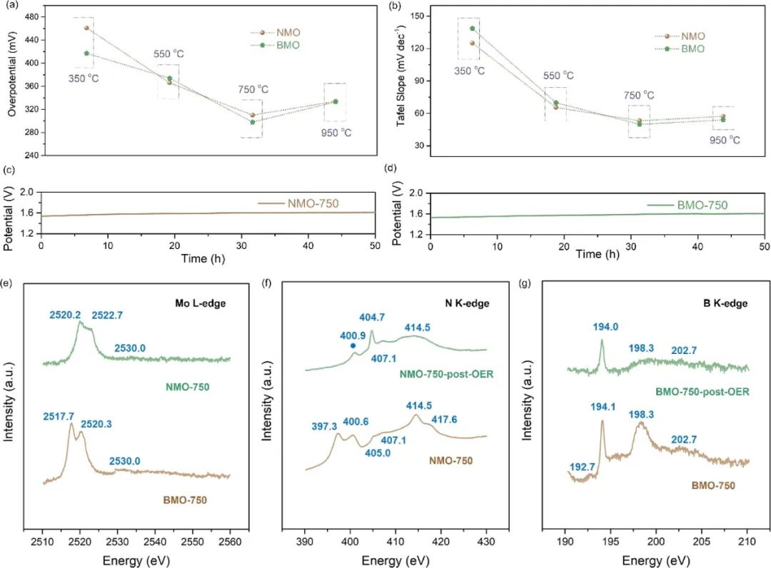 梅俊/廖婷/孫子其ACS Catalysis：硼/氮誘導的表面環境調節有利于實現高效析氧