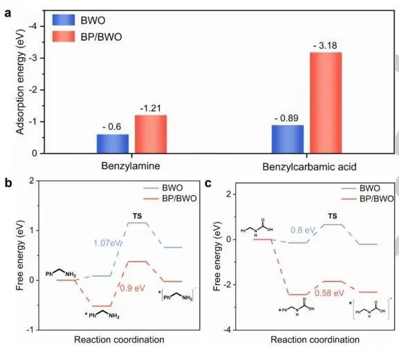 山東大學Angew.：近100%選擇性！BP/BWO S-型異質結助力苯胺氧化和CO2光轉化