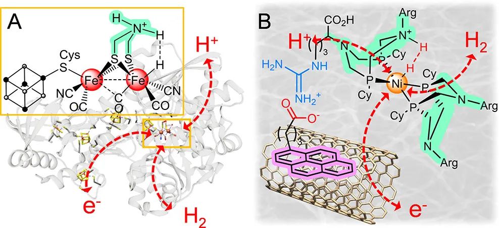 JACS：創紀錄電流密度！生物激發的分子催化材料助力HOR