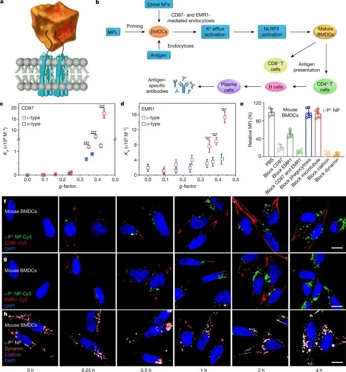 歷史性突破！江南大學(xué)最新Nature！