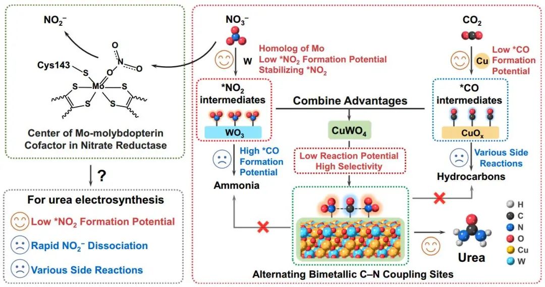 ?大工/西湖大學孫立成院士等Nature子刊：CuWO4電催化CO2和硝酸鹽高效合成尿素