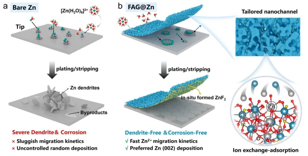劉天西/陳蘇莉等ACS Nano：通過增強離子傳輸動力學和調節Zn(002)沉積實現高度可逆的Zn負極