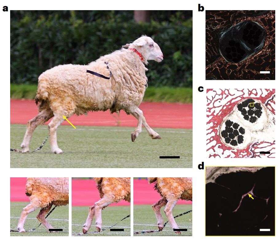 彭慧勝教授，2023年首篇Nature Nanotechnology！