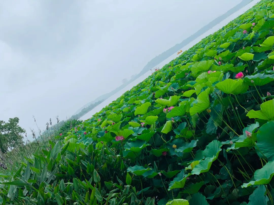探測籠目AV3Sb5輸運的又一維度