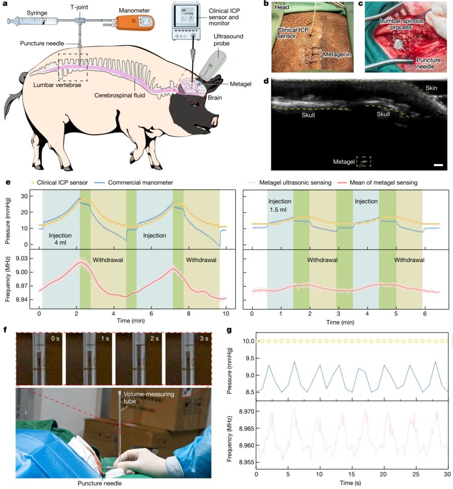 華中科技大學，最新Nature！