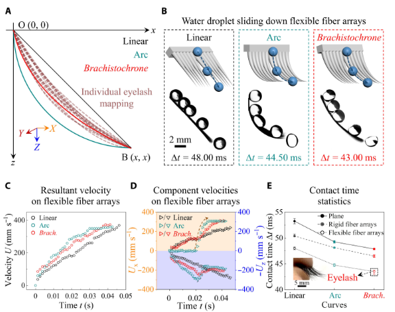研究眼睫毛，發一篇Science子刊！